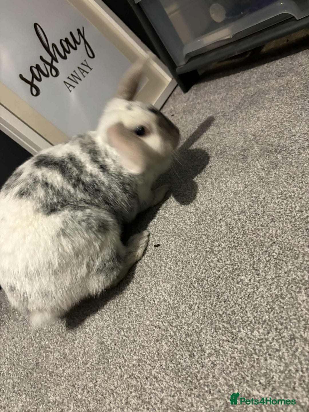 English Lop rabbits for sale: 4 year old affectionate rabbit  - Advert 2