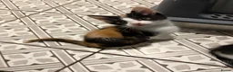 Mixed Breed cats for sale: 3 Beautiful Kittens Looking for Loving Homes  - Advert 15