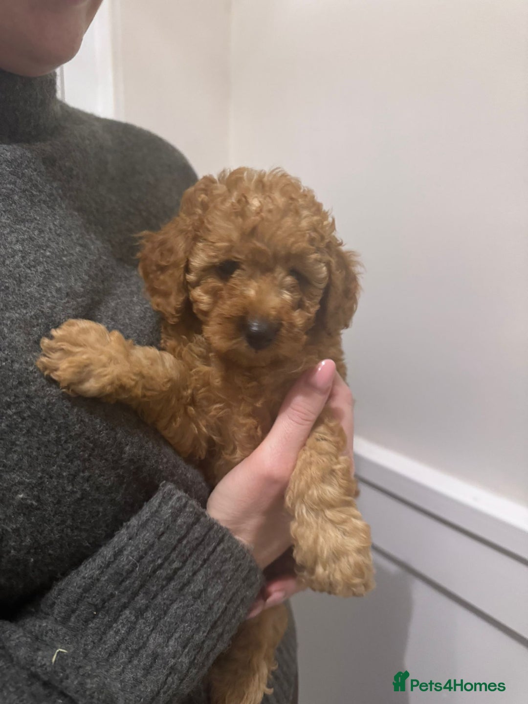 Miniature Poodle dogs for sale: ✨ Last boy available kc miniature poodle ✨ - Image 5