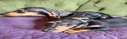 Miniature Dachshund dogs for sale: Mini sausage dogs. Family bred/health checked  - Advert 5