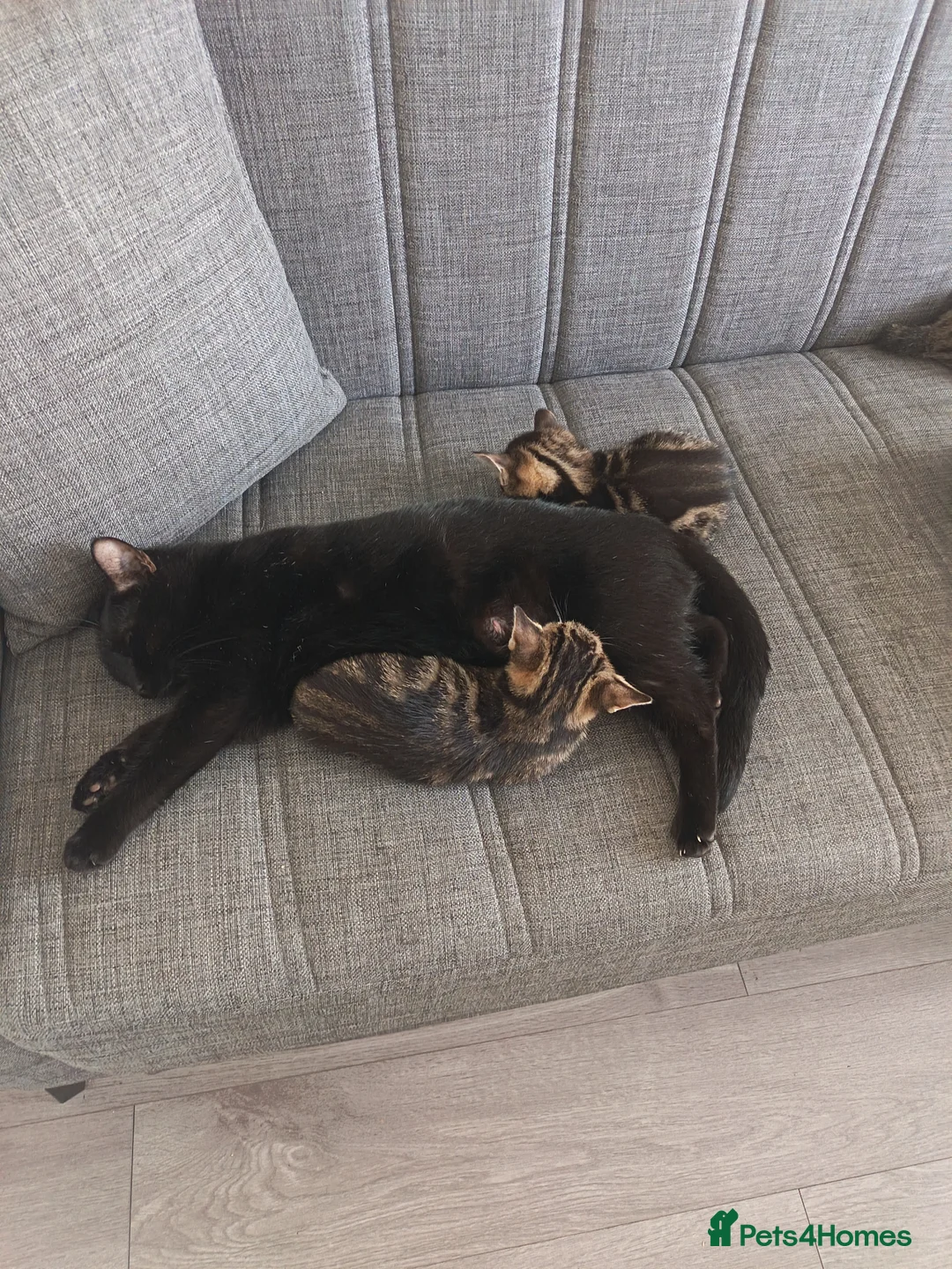 Mixed Breed cats for sale: Kittens in Wrexham - Advert 2