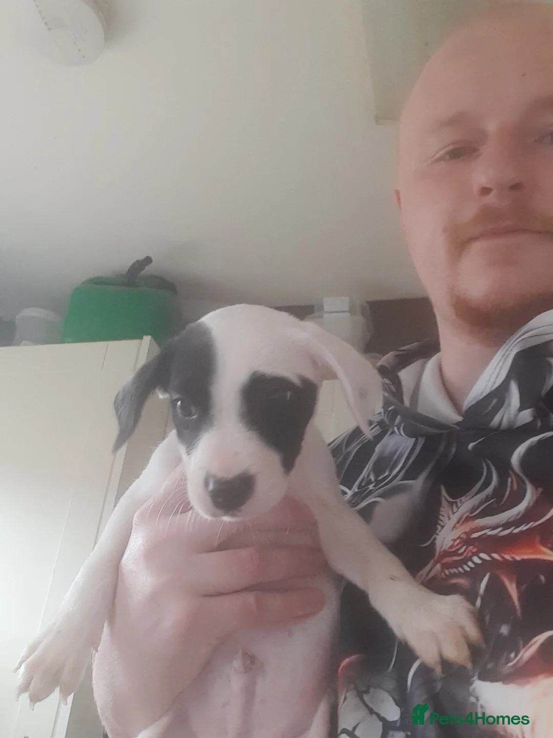 Mixed Breed dogs for sale: Looking good homes  in Belfast - Advert 6
