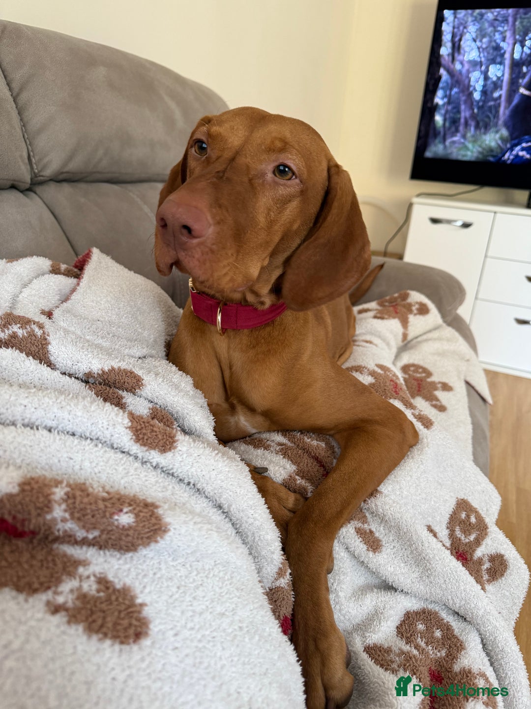 Hungarian Vizsla dogs for sale: Luna  - Image 4