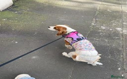 Cockalier dogs for sale: Cavalier Puppy–Loving, Healthy, and Full of Joy - Image 18