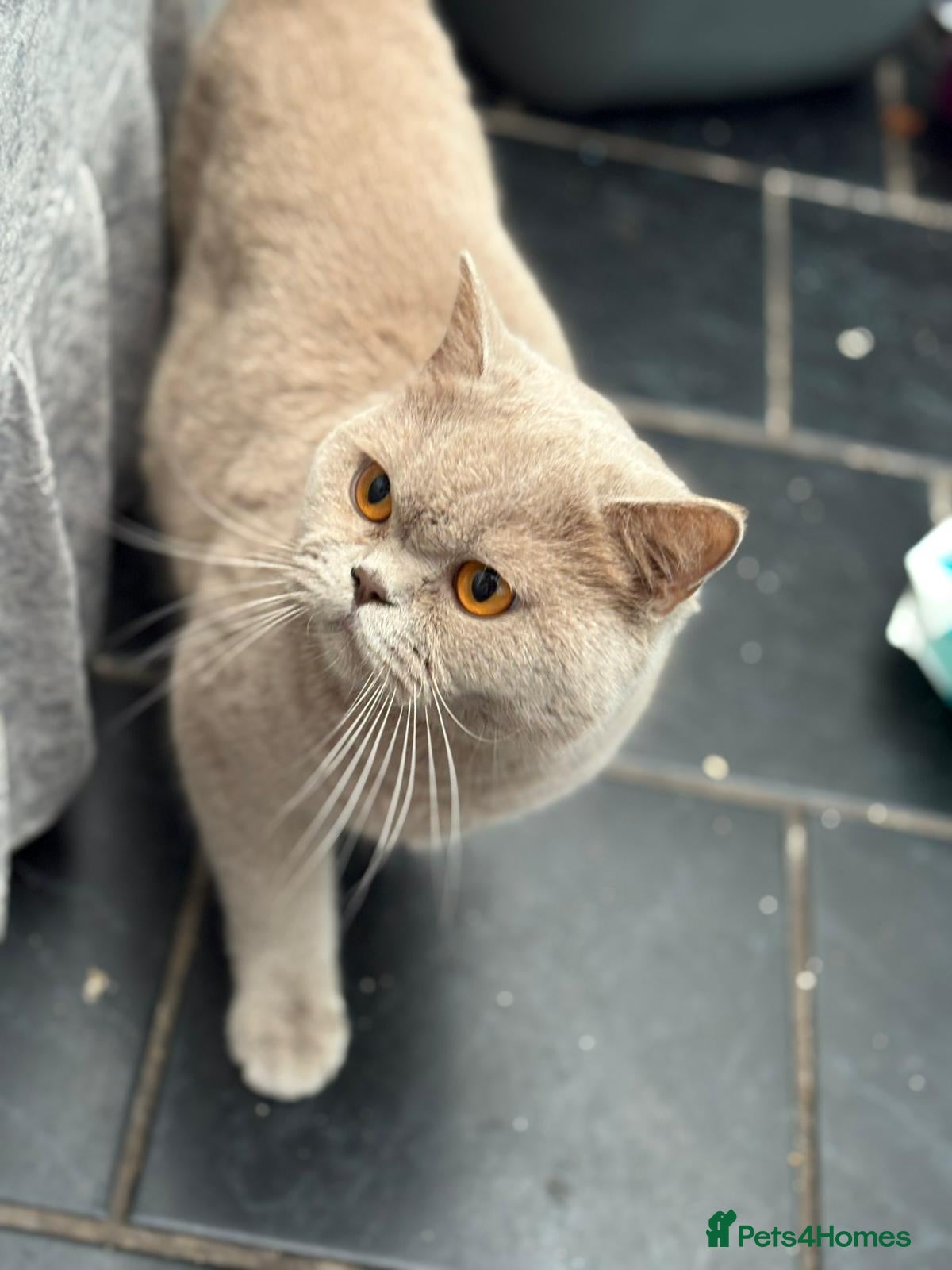 British Shorthair cats British shorthair kittens for sale  - Advert 1