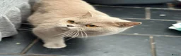 British Shorthair cats for sale: British shorthair kittens for sale  - Advert 1