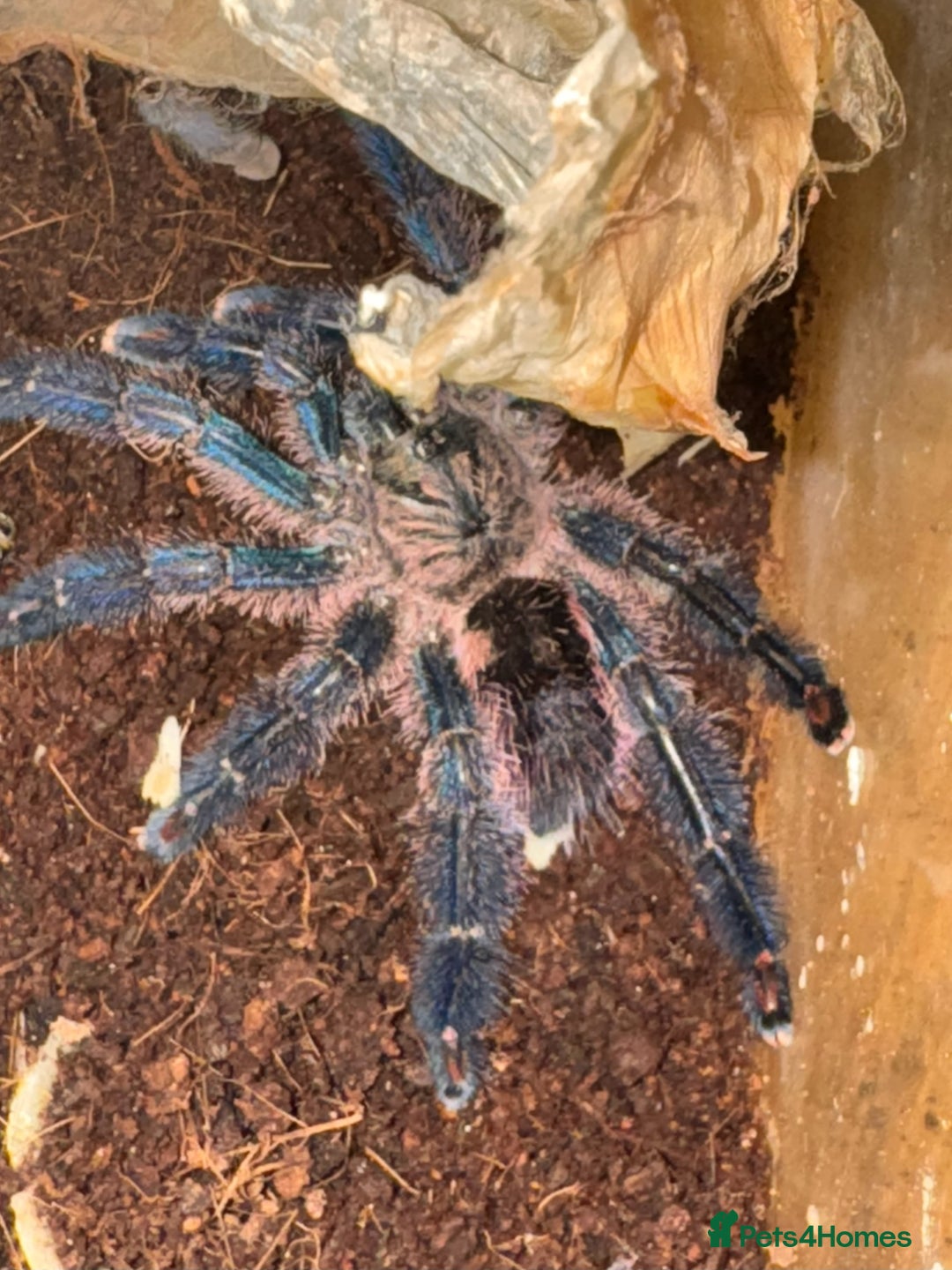 Tarantulas invertebrates for sale: Five species of rare tarantula - Advert 9
