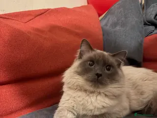 Ragdoll cats Loki accepting reasonable offers - Advert 2