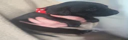 Springador dogs for sale: Adorable Black Springador Puppies - Advert 7