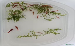 Shrimps fish for sale: Red Cherry Shrimp for sale!! 🦐 - Image 3