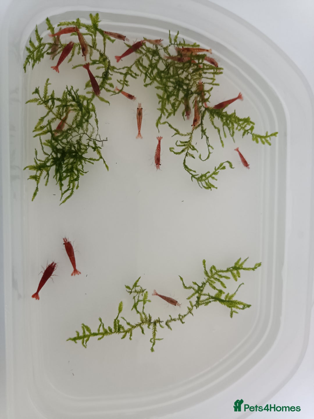 Shrimps fish for sale: Red Cherry Shrimp for sale!! 🦐 - Image 3