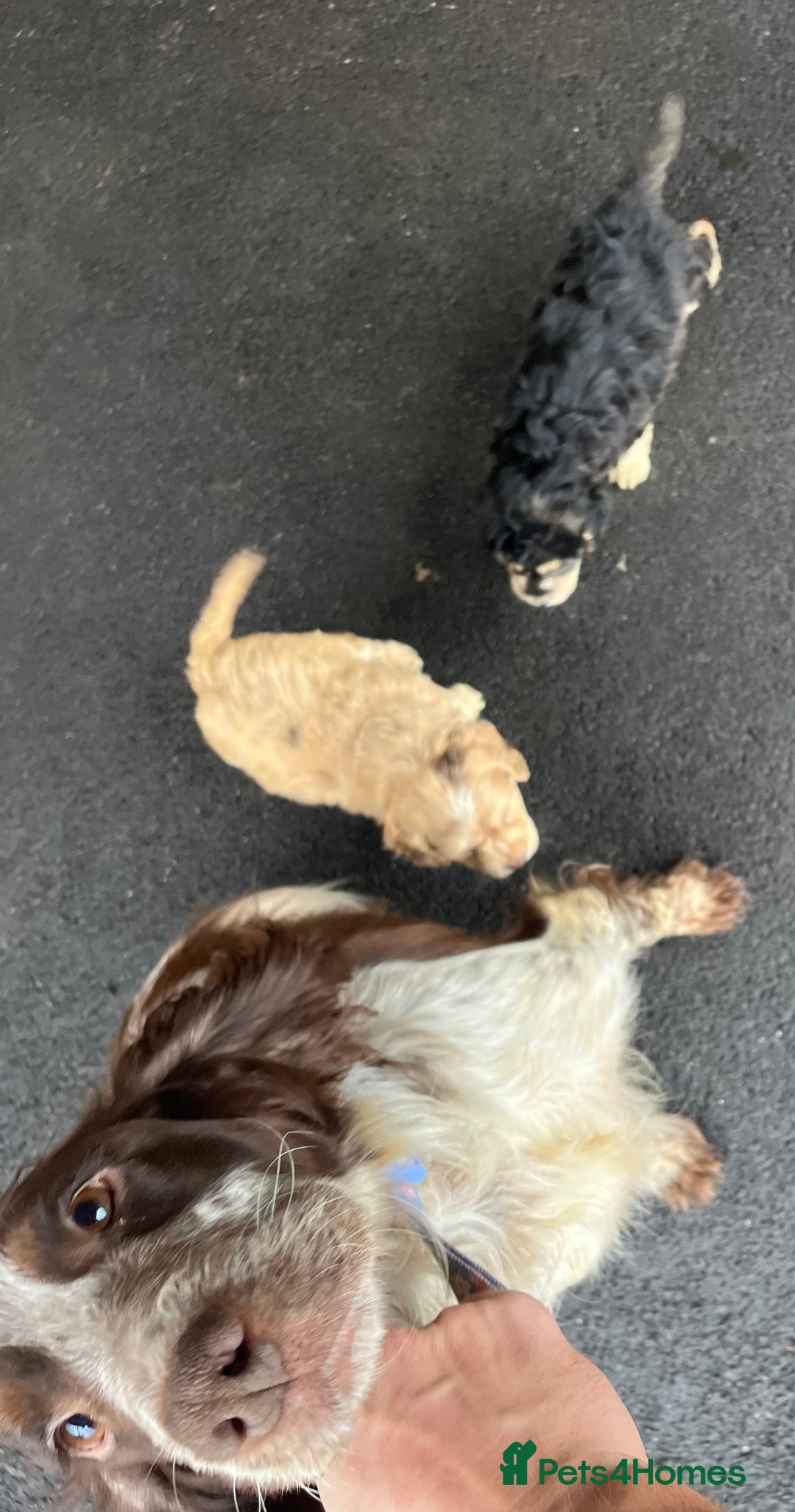 Cockapoo dogs for sale: 2 Beautiful Cockapoos! - Advert 8