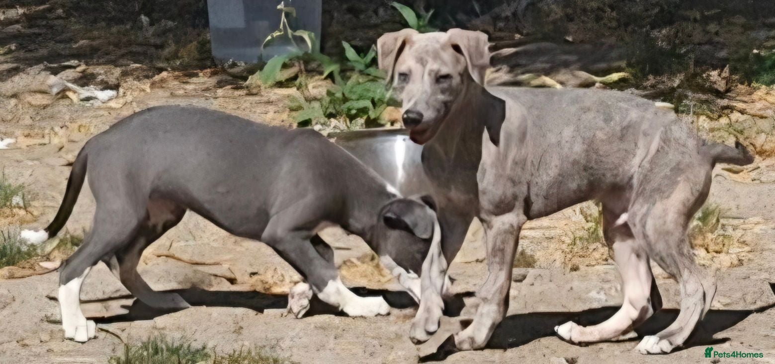 Whippet dogs KC Whippet Puppies.  - Advert 1
