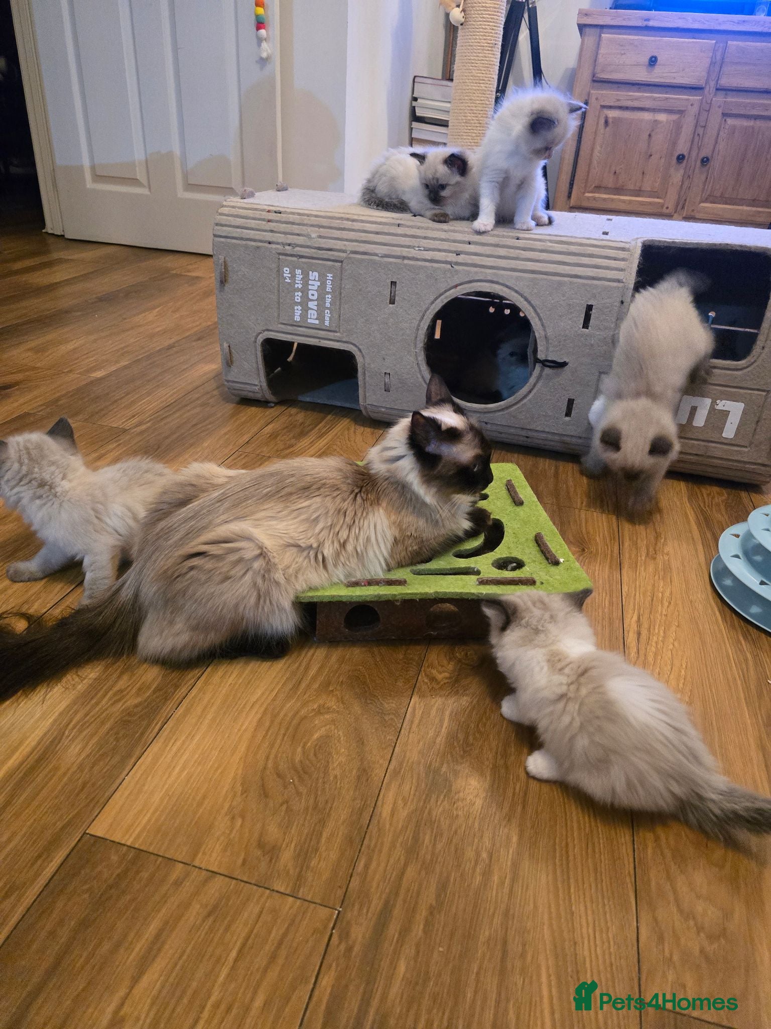 Ragdoll cats Sky kittens 😸 ♥️  - Advert 16