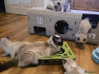 Ragdoll cats Sky kittens 😸 ♥️ - Advert 16