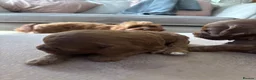 Cavapoo dogs for sale: Cavapoo F1B Beautiful puppies Due 20th June  - Advert 9