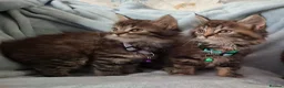 Mixed Breed cats for sale: 3x Beautiful maincoone cross kittens - Advert 5