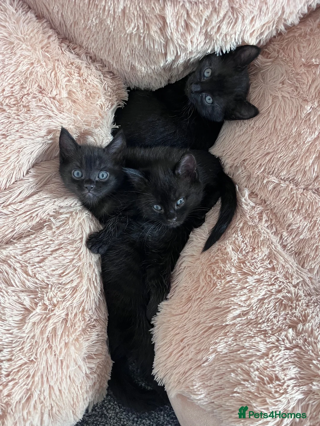 Domestic Shorthair cats for sale: Beautiful Kittens Looking For Forever Home in Saffron Walden - Advert 2
