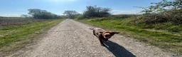 Labrador Retriever dogs for sale: Chocolate Labrador  - Advert 12