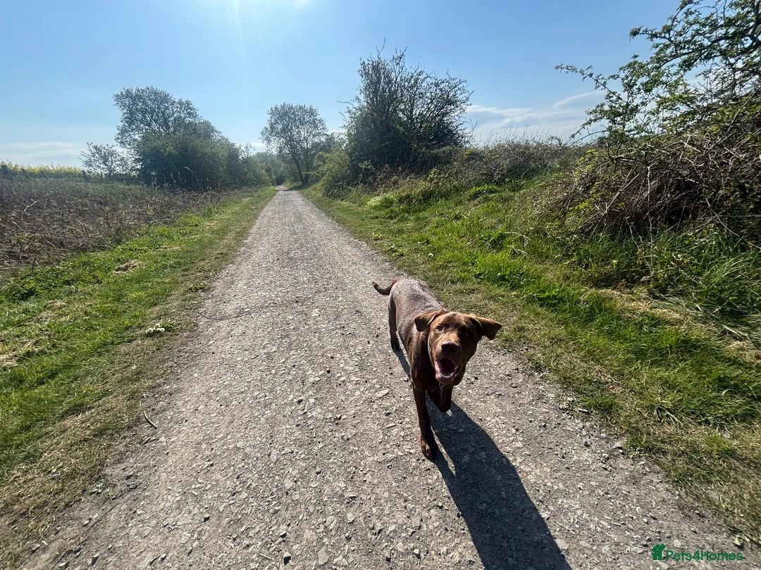 Labrador Retriever dogs for sale: Chocolate Labrador  - Advert 12