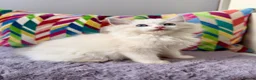 Ragdoll cats for sale: TICA registered ragdoll kittens from champions - Advert 17