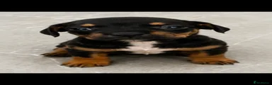Mixed Breed Puppy 5