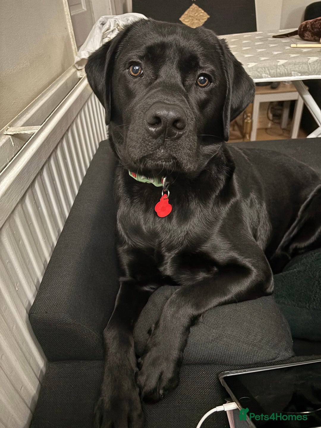 Labrador Retriever dogs for sale: Labrador retriever  - Advert 1