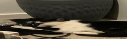 Domestic Shorthair cats for sale: kitten  in Basingstoke - Advert 5