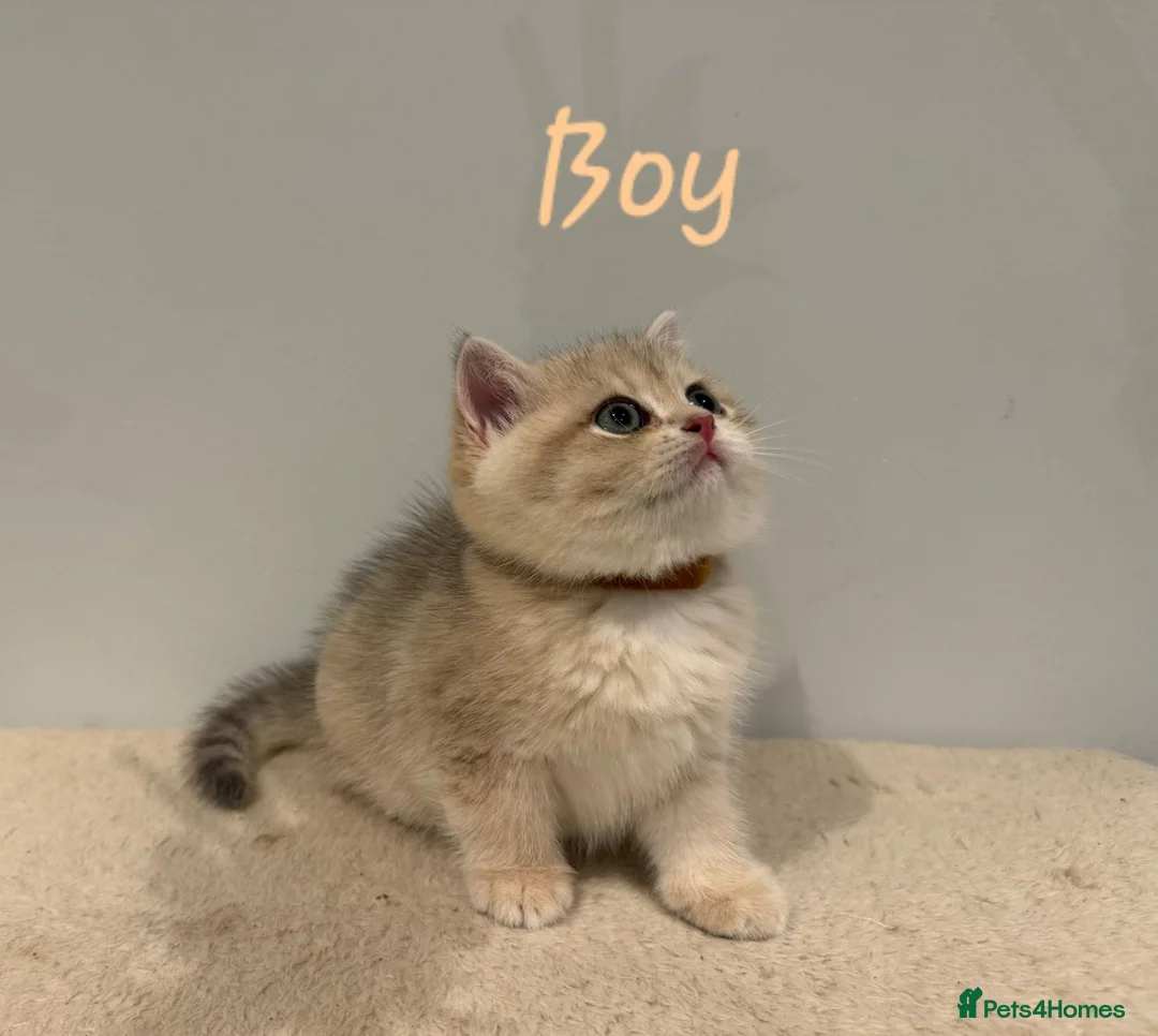 British Shorthair cats for sale: Pure Pedigree BSH Kittens GCCF Rare Golden /Silver - Advert 3