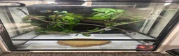 Frog reptiles for sale: 6 red eye tree frogs and enclosure  - Advert 13