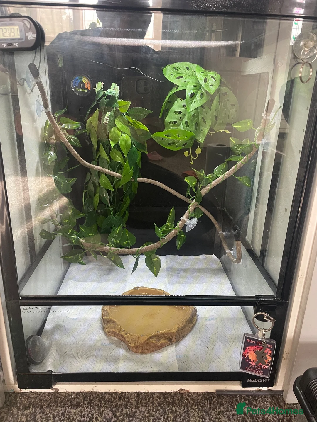Frog reptiles for sale: 6 red eye tree frogs and enclosure  - Advert 13