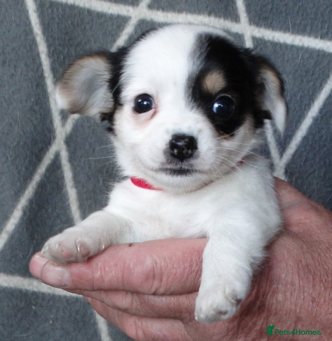 Jack Russell dogs for sale: Beautiful Jack Russell/chihuahua mix puppies - Advert 14