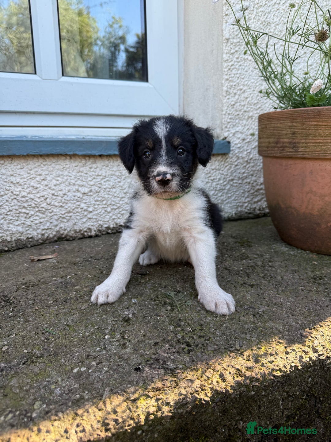 Mixed Breed dogs for sale: Border colllie/bearded collie pups  - Image 2