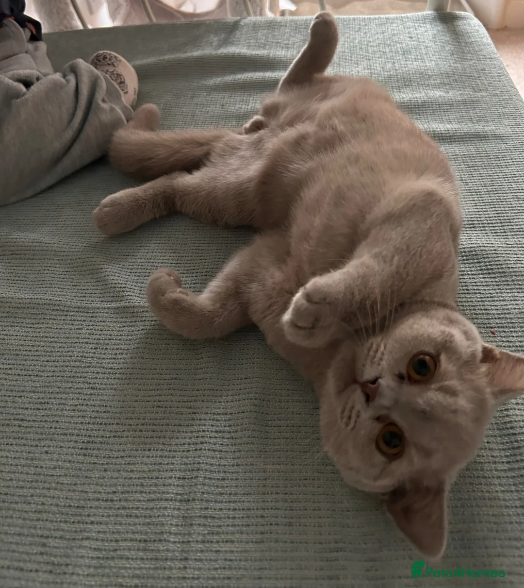 British Shorthair cats for sale: Male British shorthair Kitten for rehome - Advert 1