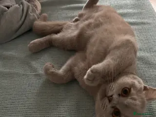 British Shorthair cats Male British shorthair Kitten for rehome - Advert 1