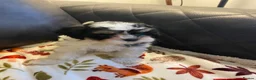 Cava Tzu dogs for sale: Cavatzu - Advert 8