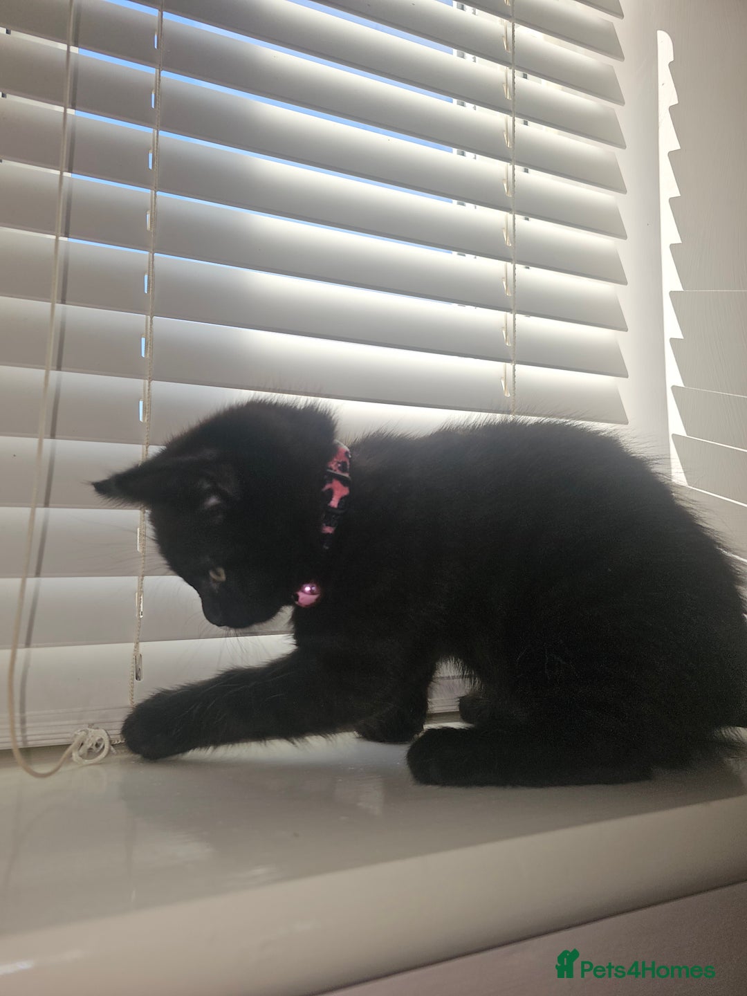 Ragdoll cats for sale: Ragdoll x Norwegian Forest Kittens - Advert 6