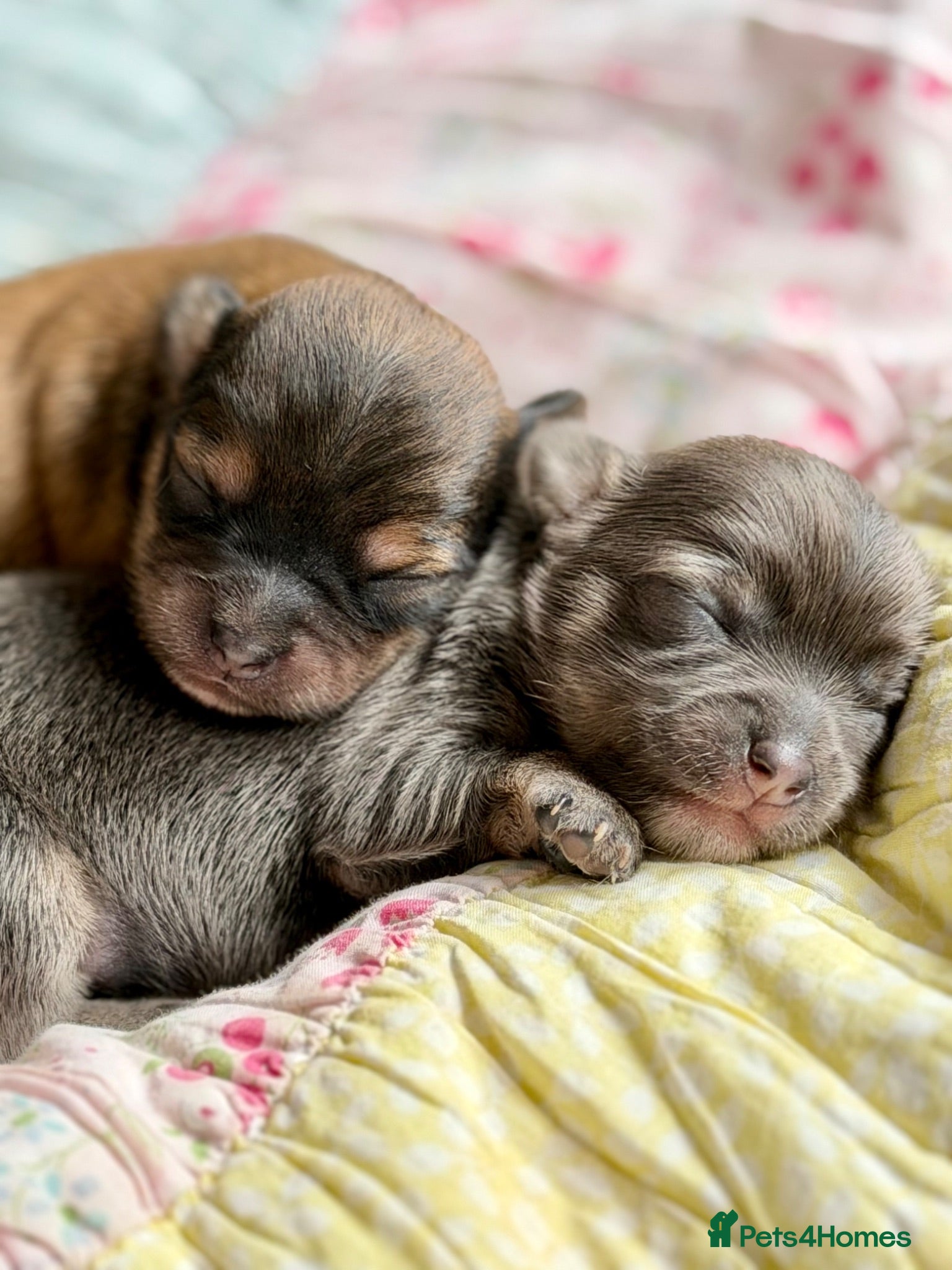 Chorkie dogs Miniature Chorkie Boys - Advert 1