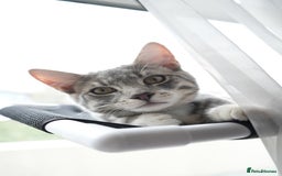 Mixed Breed cats for sale: Playful Loving Kittens for Their New Forever Home - Image 3