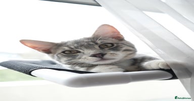 Mixed Breed cats - Advert 9