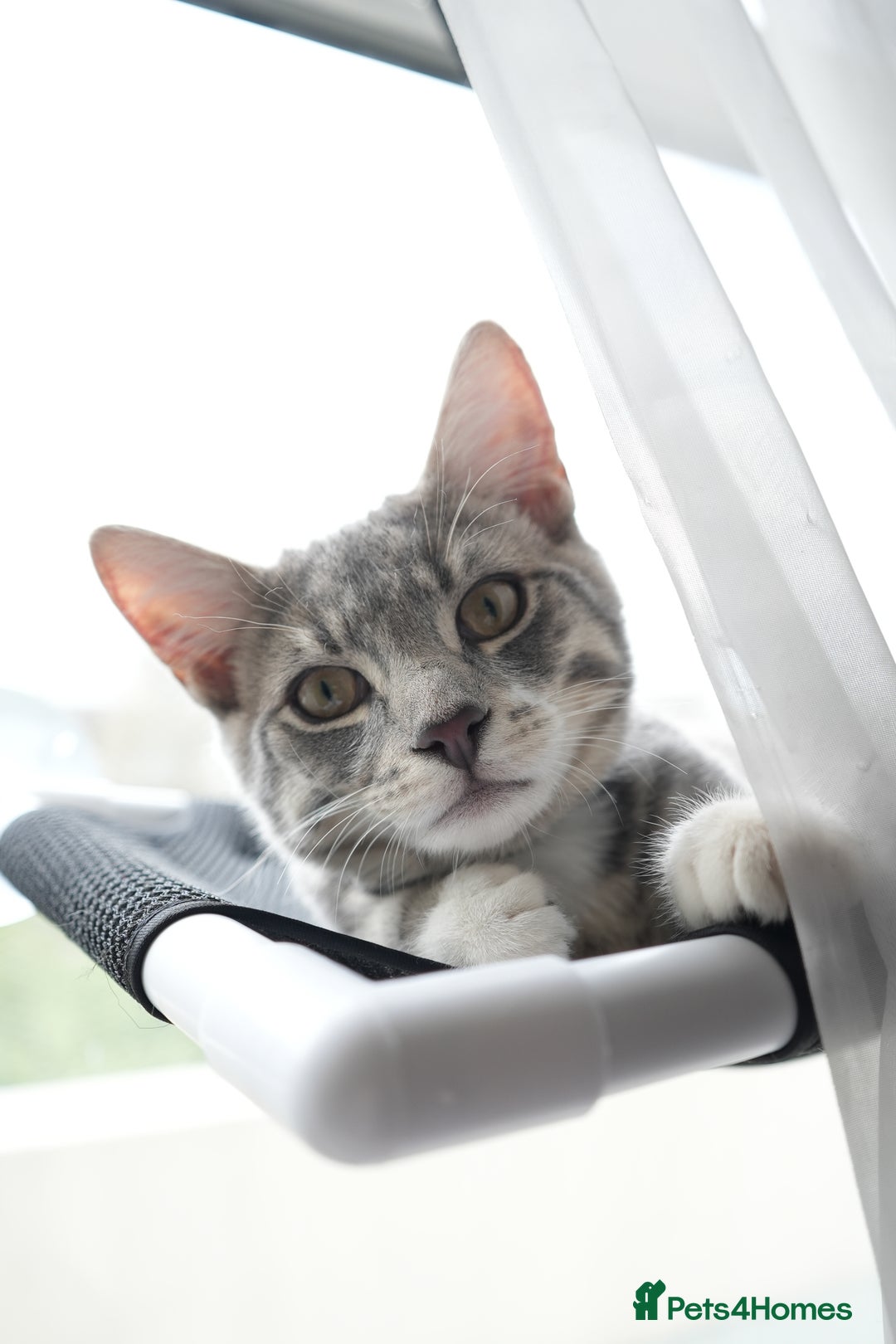 Mixed Breed cats for sale: Playful Loving Kittens for Their New Forever Home - Image 3