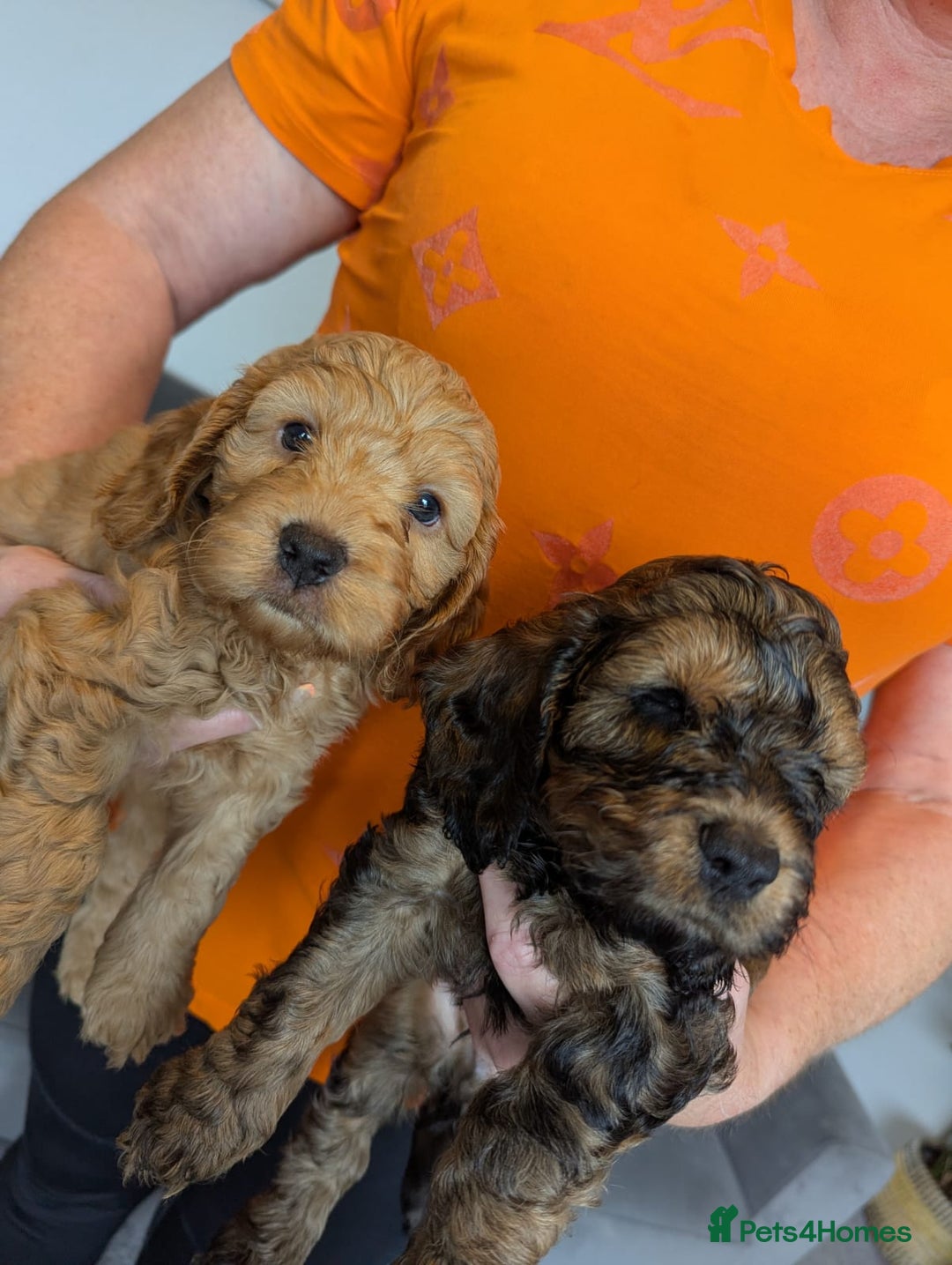 Cockapoo dogs for sale: F1 Toy Cockapoos - Image 24