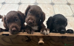 Sprocker dogs for sale: Working Sprockers (3/4 Cocker) - Image 1