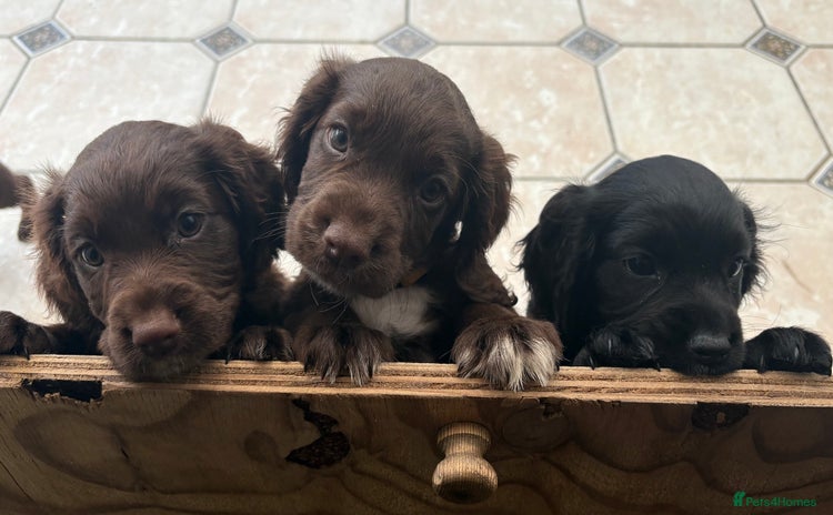 Sprocker dogs - Advert 12