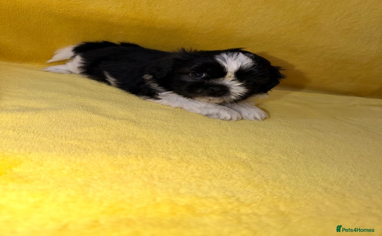 Shih Tzu dogs - Advert 1