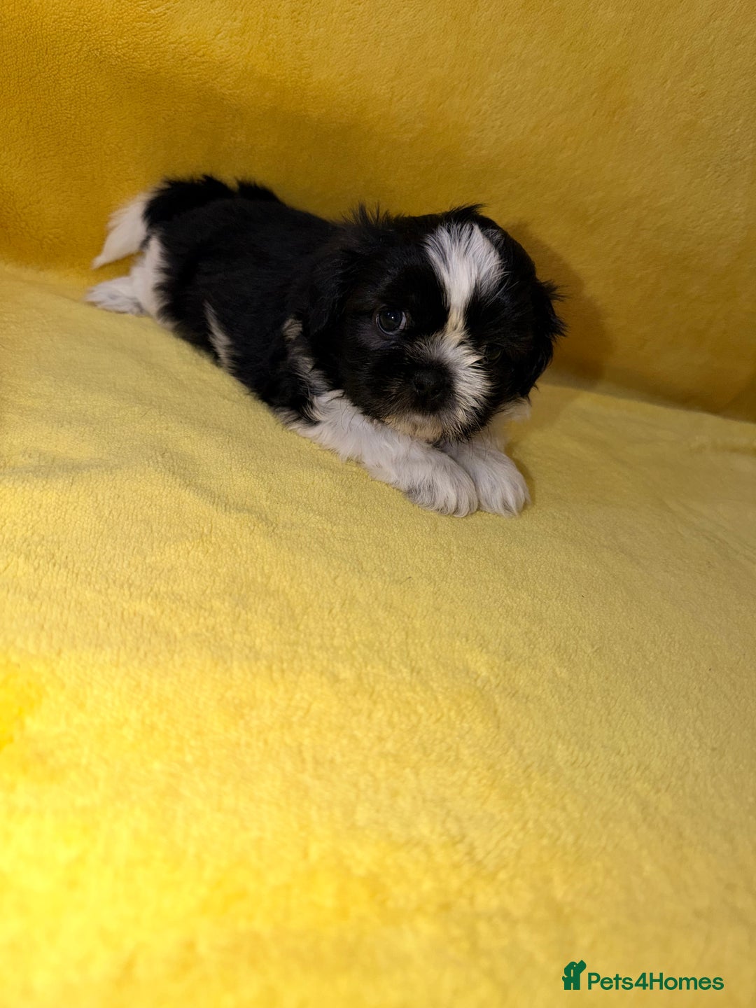 Shih Tzu dogs for sale: ✨ puppies Shih Tzu ✨  - Image 1