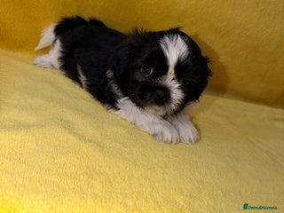 Shih Tzu dogs for sale - Advert 1
