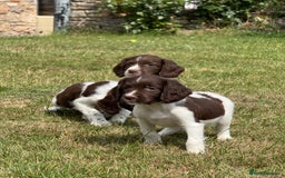 English Springer Spaniel dogs for sale: Lovely Well Bred KC English Springer Spaniels - Image 9