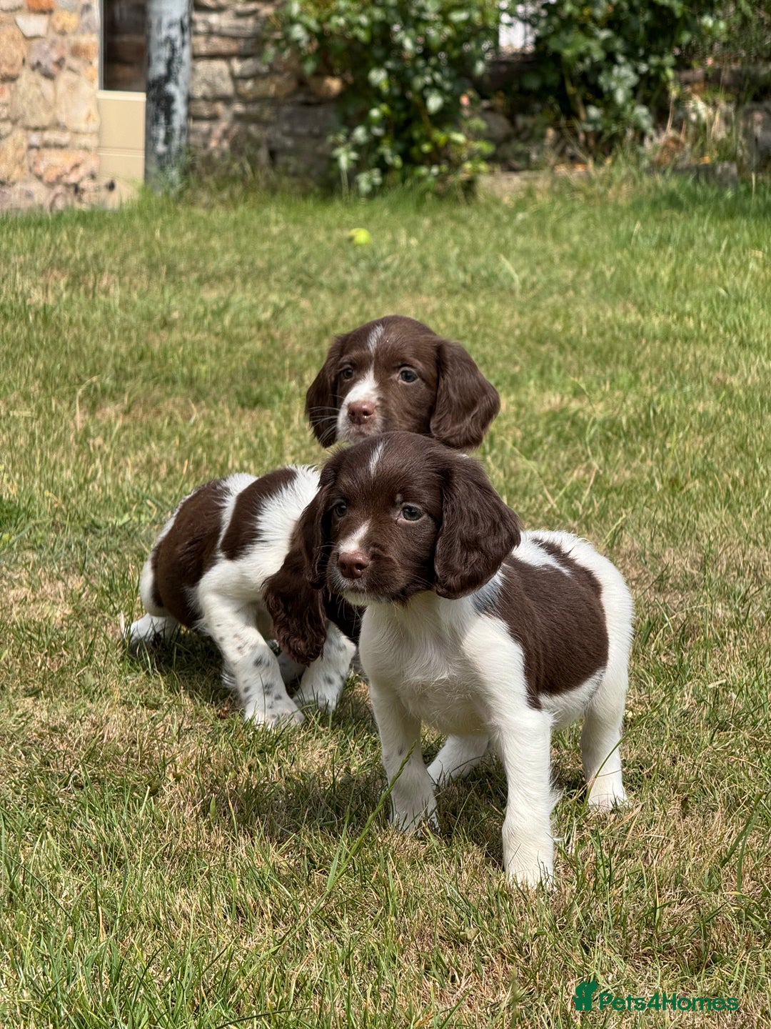 English Springer Spaniel dogs for sale: Lovely Well Bred KC English Springer Spaniels - Image 9