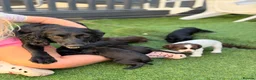 Cocker Spaniel dogs for sale: 7 BEAUTIFUL WORKING SPANIELS 🐶🐾 - Advert 9